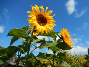Sunflowers Eithne Kavanagh