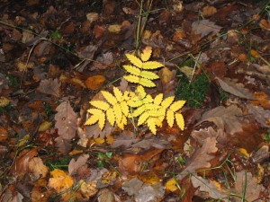 Woodland Colour Autumn 01