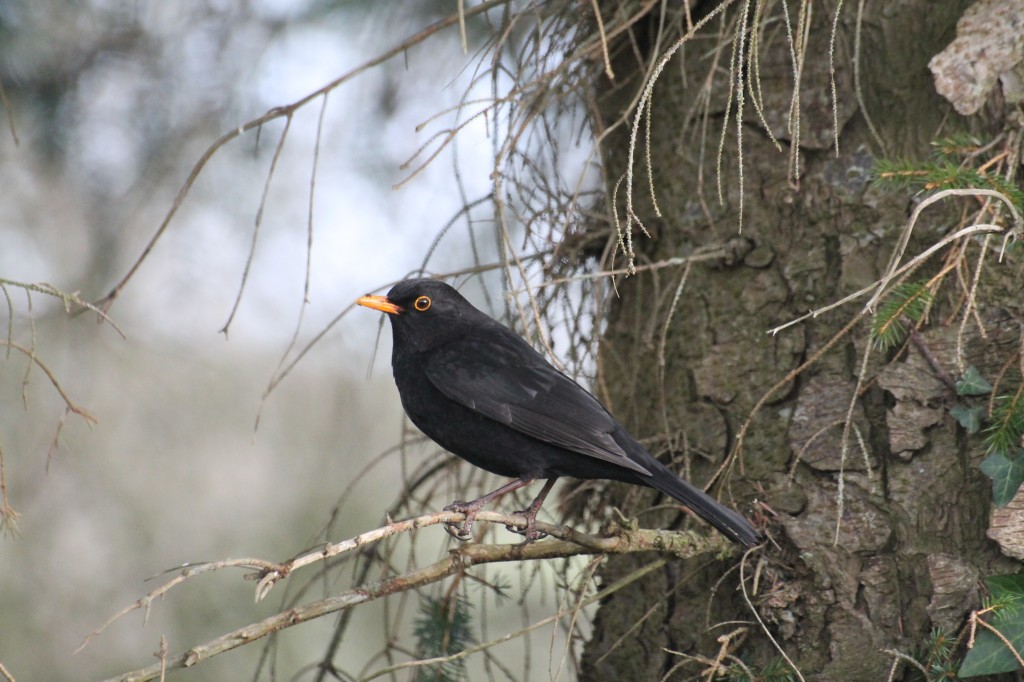 eye blackbird