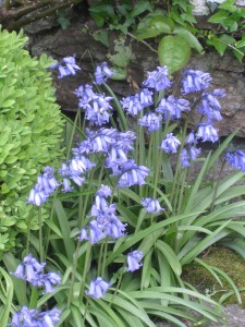 Pauline OReilly bluebells