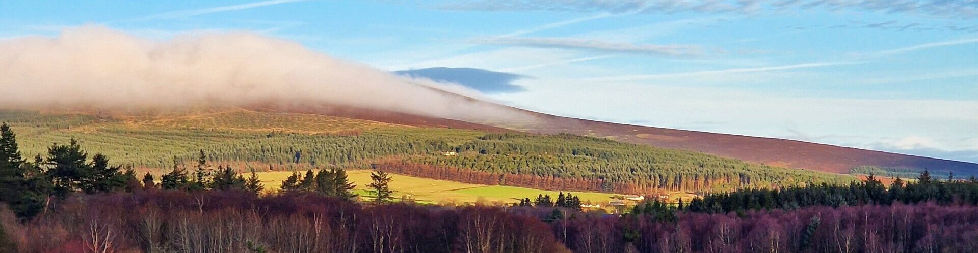 Roundwood