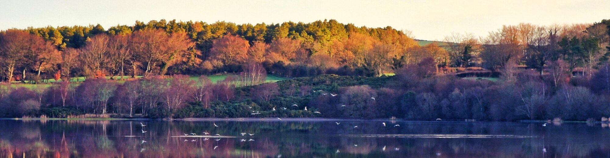 Roundwood