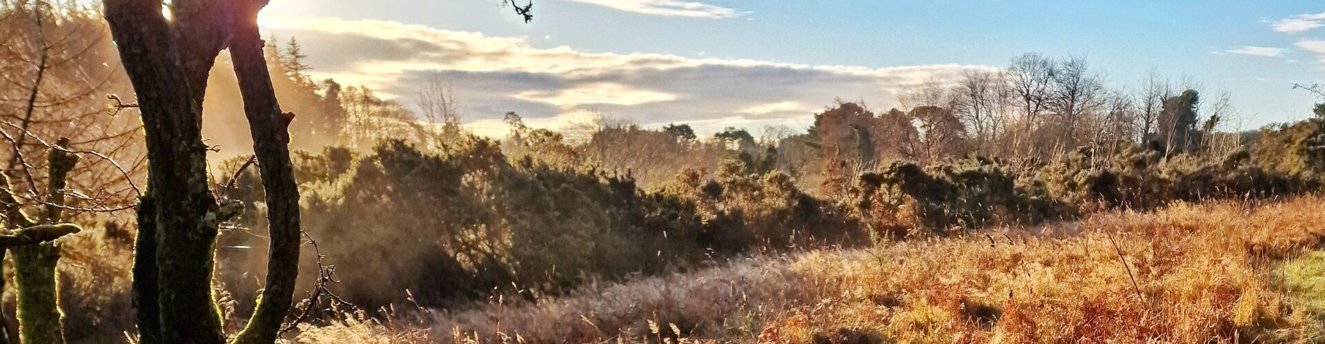 Roundwood