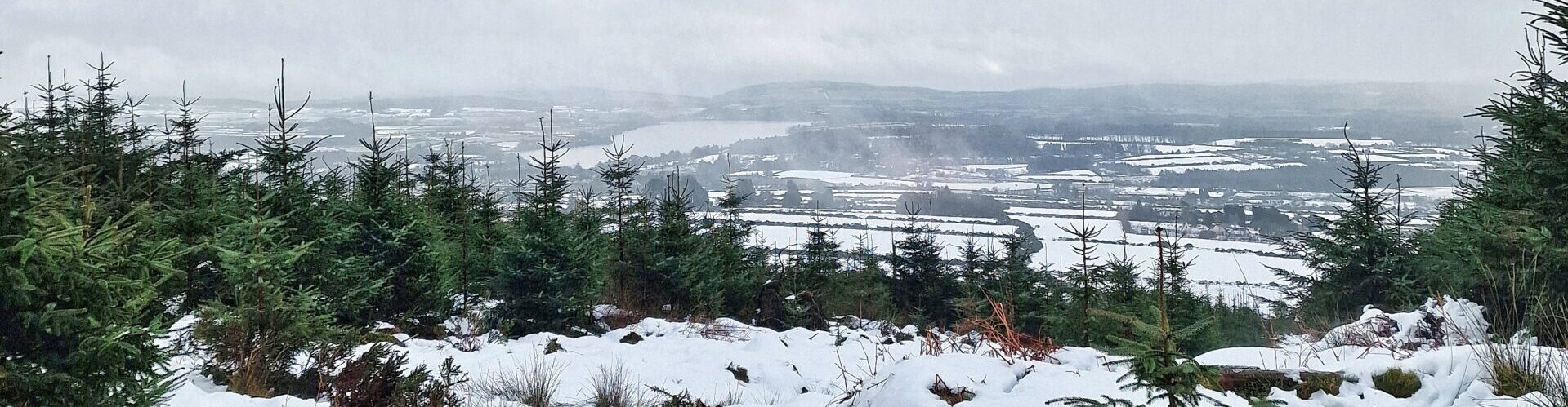 Roundwood