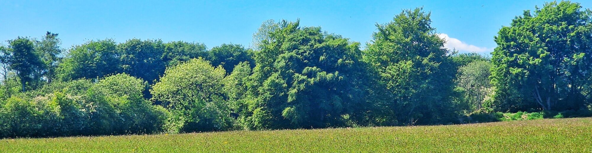 Roundwood